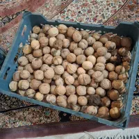 گردو اعلا 20 کیلو موجوده ،کیلویی هر کیلو 450 هزار