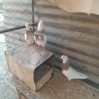 طوق کرمانشاهی|پرنده|شیراز, مسلم|دیوار