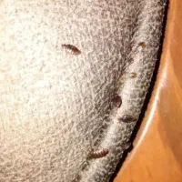 سمپاشی کلیه حشرات سوسک ساس تضمین ۱۰۰٪ سراسر مشهد|خدمات نظافت|مشهد, هفده شهریور|دیوار