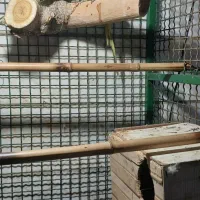 ملنگو و گرینچیک مولد