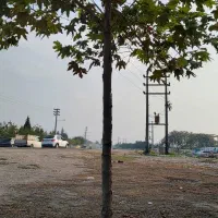 درخت چنار ۶ ساله