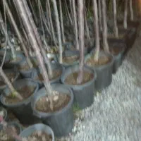 بن ۱۵ اکالیپتوس درخت بیدمجنون جهت جریمه شهرداری گل