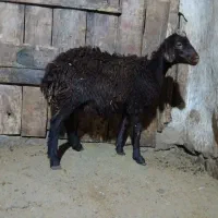 بره ماده|حیوانات مزرعه|کوثر, |دیوار