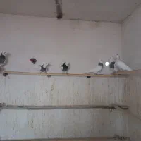 طوقی کاکولی