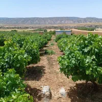 باغ|فروش زمین و ملک کلنگی|زرنه, |دیوار