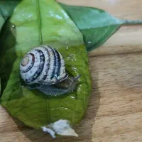 حیوان خانگی