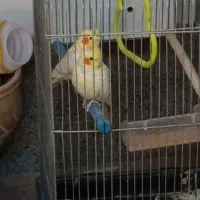 یک جفت عروس هلندی لوتینو