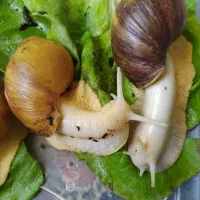 حلزون با تخفیف ویژه
