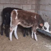 دو راس گوساله ماده سیمینتال