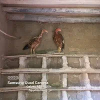 مرغ وخروس لاری