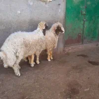 کاور ورن