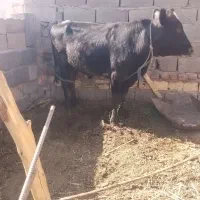 جلب|حیوانات مزرعه|نرماشیر, |دیوار