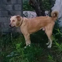 واگذاری سگ سراب