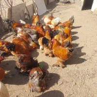 مرغ لاری با ۸جوجه برهما ۲۰روزه ، خروس برهما