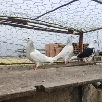 جوجه طوقی،دوبال