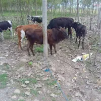 گاو گمشده