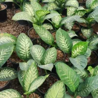 بامبو .گل گلدان بامبو|گل و گیاه طبیعی|ورامین, ورامین|دیوار