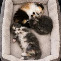 پرشین با رنگ خاص و چشمای رنگی
