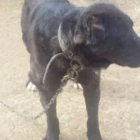 سگ سرابی سه ساله|سگ|انگوت, |دیوار