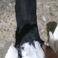 دم‌سیا‌ماده‌معاوضه‌نر