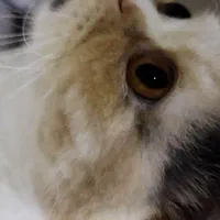 گربه پرشین اگزاتیک|گربه|مشهد, الهیه|دیوار