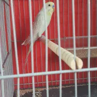 مرغ عشق و فنچ|پرنده|کرمان, |دیوار