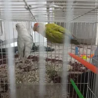 کوتوله برزیلی