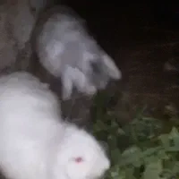 تعدادی خرگوش لپ اصیل یک سال به بالا