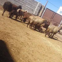 میش و بره|حیوانات مزرعه|اراک, |دیوار