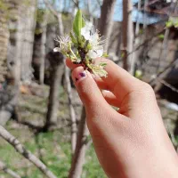 طلا پیداشده