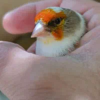 سهره قناری ابلغ