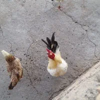 مرغ خروس
