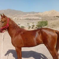 اسب|اسب و تجهیزات اسب‌سواری|سبزوار, کراب|دیوار