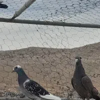 کبوتر|حیوانات|شیراز, نیستان|دیوار