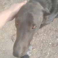 سگ نگهبان|سگ|رودهن, |دیوار