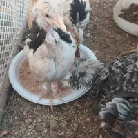 جوجه مرغ سه ماهه