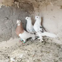 کبوتر پشت سرور کاکل پاپر عروسک طوقی بهبهانی خوشکل|پرنده|شیراز, شریف‌آباد|دیوار
