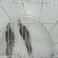 جوجه عروس هلندی