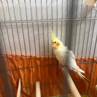 عروس هلندی ماده|پرنده|رشت, منظریه|دیوار