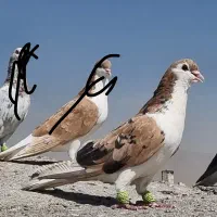 کفتر یا کبوتر ساده هفت رنگ سارکاکلی
