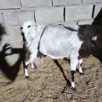 بز پاکستانی اصل