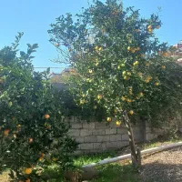 باغ ویلا|فروش خانه و ویلا|مرزیکلا, |دیوار