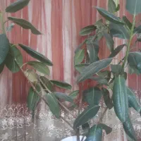 گل فیکوس|گل و گیاه طبیعی|خرم‌آباد, |دیوار