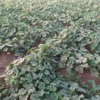 فروش یا اجاره زمین کشاورزی با سهمیه اب|فروش دفتر صنعتی، کشاورزی، تجاری|سراب, |دیوار