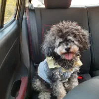 سگ پودل ماده