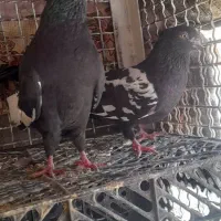 جفت سینه ای با ی جوجه|پرنده|کارون, |دیوار