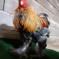 مرغ و خروس برهما(امپراطور)