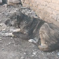 ماده افغان گله ای دیوانه