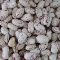 لوبیا چیتی دستچین شده جهت کاشت