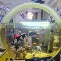 اکواریم کلاسیک دایره ای